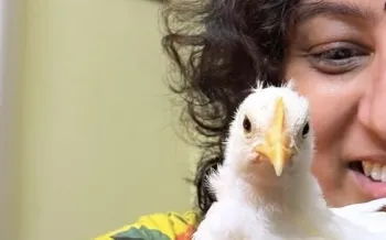 Humane World for Animals India's Sally Varma rescued Tweety the chick from a trash pile at an egg farm in India.